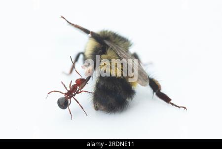 Bourdon à tête jaune (Bombus flavifrons) attaqué par une fourmi, Mt. Hood, Oregon Banque D'Images