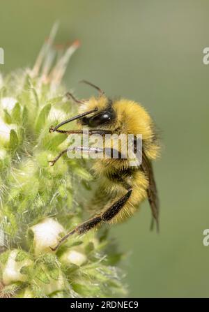 Bourdon à tête jaune (Bombus flavifrons) mâle, Oregon USA Banque D'Images