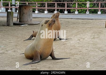 Deux jeunes lions de mer sur la plage, île Isabela, Galapagos Banque D'Images