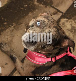 Heterochromia Catahoula Leopard Dog Staffy Banque D'Images