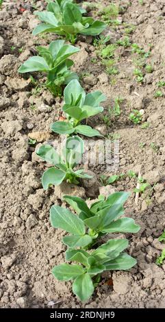 Au printemps, le jeune haricot (Vicia faba) pousse dans un champ agricole Banque D'Images