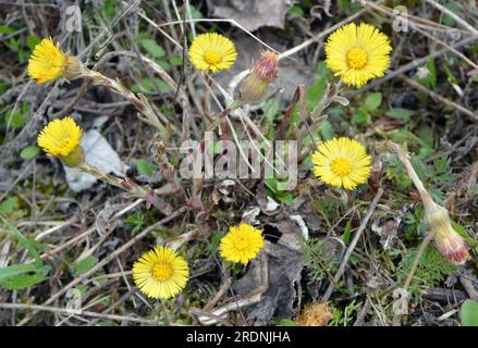 Dans la nature, la floraison du miel de printemps et des médicaments plante coltsfoot (Tussilago farfara) Banque D'Images