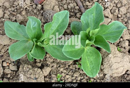 Au printemps, le jeune haricot (Vicia faba) pousse dans un champ agricole Banque D'Images