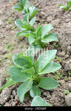 Au printemps, le jeune haricot (Vicia faba) pousse dans un champ agricole Banque D'Images