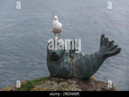 Statue en bronze d'un sceau de dessin animé souriant sur un rocher couvert de lichens dans le port de North Berwick avec une goéland hareng perchée sur sa tête regardant la caméra Banque D'Images