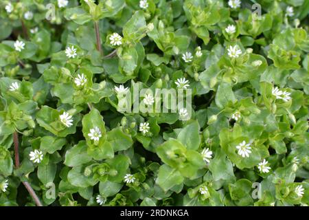 Au printemps, Stellaria Media pousse dans la nature Banque D'Images