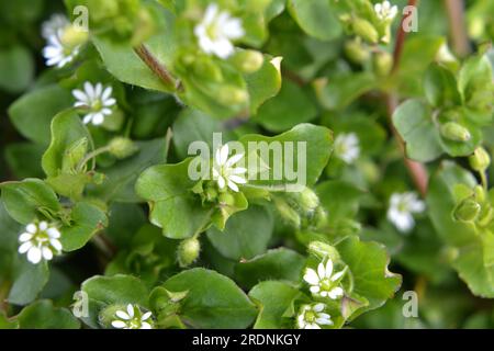 Au printemps, Stellaria Media pousse dans la nature Banque D'Images