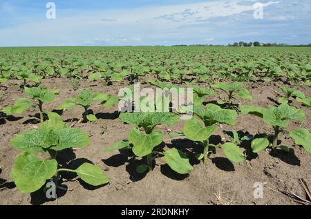 Au printemps, sur une ferme, le tournesol pousse. Banque D'Images