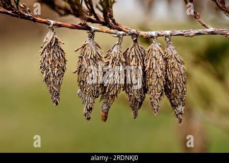 Bagworm. Cocons de la teigne du ver à poil (Thyridopteryx ephemeraeformis de la famille des Psychidae) sur une branche de cèdre rouge (Juniperus virginiana) Banque D'Images