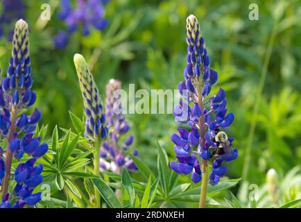 Une Bumble Bee sur Lupin bleu dans un champ à New Brunwick Banque D'Images