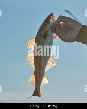 Pêcheur détenant indemne de petite morue de l'Atlantique rétroéclairée avant d'être relâchée dans Arctic Oceanin, dans le nord de la Norvège. Banque D'Images