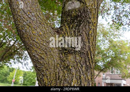 Tronc d'arbre avec noeud - écorce rugueuse et mousse - construction en briques en arrière-plan Banque D'Images