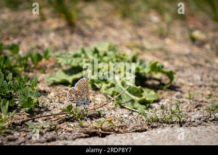 Papillon bleu commun avec des taches orange et noires repose sur une plante verte, des ailes légèrement ouvertes, sur un fond de verdure floue Banque D'Images