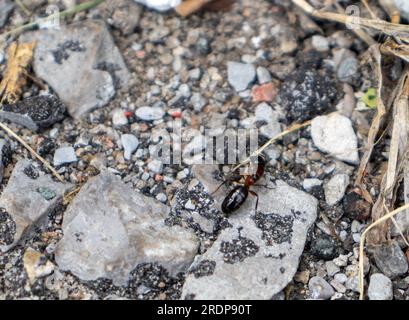 Fourmi sur roche - vue rapprochée de l'insecte brun foncé sur un sol asphalté de galets Banque D'Images