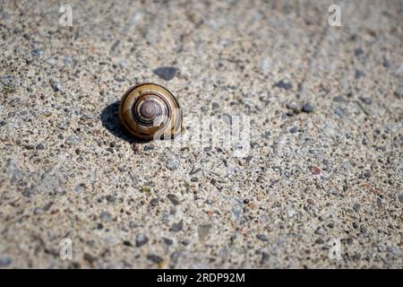 Petit escargot brun sur surface de béton gris - coquille en spirale et cailloux visibles - perspective de haut en bas et fond flou Banque D'Images