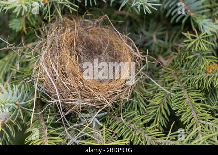 Nid d'oiseau vide dans un conifère - vue rapprochée de brindilles sèches et d'herbes - pas d'œufs ou de bébés oiseaux - aiguilles vertes en arrière-plan - prises d'en haut Banque D'Images