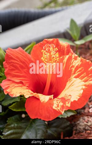 Fleur d'hibiscus rouge en pleine floraison avec étamine jaune et feuilles vertes - fond flou - angle bas Banque D'Images