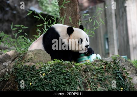 (230723) -- WASHINGTON, D.C., 23 juillet 2023 (Xinhua) -- le panda géant Mei Xiang déguste un gâteau de glace au Smithsonian National Zoo à Washington, D.C., États-Unis, le 22 juillet 2023. Le panda géant Mei Xiang a célébré son 25e anniversaire ici samedi. Le zoo a organisé une fête spéciale pour célébrer l'occasion avec ses fans. (Xinhua/Liu Jie) crédit : Liu Jie/Xinhua/Alamy Live News Banque D'Images