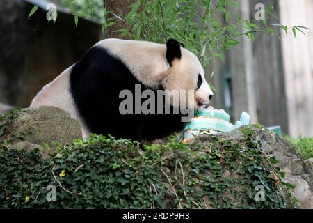 (230723) -- WASHINGTON, D.C., 23 juillet 2023 (Xinhua) -- le panda géant Mei Xiang déguste un gâteau de glace au Smithsonian National Zoo à Washington, D.C., États-Unis, le 22 juillet 2023. Le panda géant Mei Xiang a célébré son 25e anniversaire ici samedi. Le zoo a organisé une fête spéciale pour célébrer l'occasion avec ses fans. (Xinhua/Liu Jie) crédit : Liu Jie/Xinhua/Alamy Live News Banque D'Images