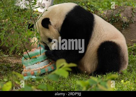 (230723) -- WASHINGTON, D.C., 23 juillet 2023 (Xinhua) -- le panda géant Mei Xiang déguste un gâteau de glace au Smithsonian National Zoo à Washington, D.C., États-Unis, le 22 juillet 2023. Le panda géant Mei Xiang a célébré son 25e anniversaire ici samedi. Le zoo a organisé une fête spéciale pour célébrer l'occasion avec ses fans. (Roshan Patel/Smithsonian's National Zoo and conservation Biology Institute/document via Xinhua) Banque D'Images