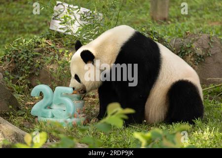 (230723) -- WASHINGTON, D.C., 23 juillet 2023 (Xinhua) -- le panda géant Mei Xiang déguste un gâteau de glace au Smithsonian National Zoo à Washington, D.C., États-Unis, le 22 juillet 2023. Le panda géant Mei Xiang a célébré son 25e anniversaire ici samedi. Le zoo a organisé une fête spéciale pour célébrer l'occasion avec ses fans. (Roshan Patel/Smithsonian's National Zoo and conservation Biology Institute/document via Xinhua) Banque D'Images