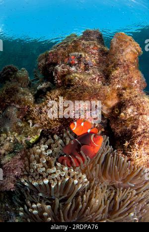 Paire de Spinecheek Anemonefish, Premnas biaculeatus, dans la magnifique mer Anemone, Heteractis magnifica, site de plongée Bualo, Bunaken, Manado, Sulawesi, Ind Banque D'Images