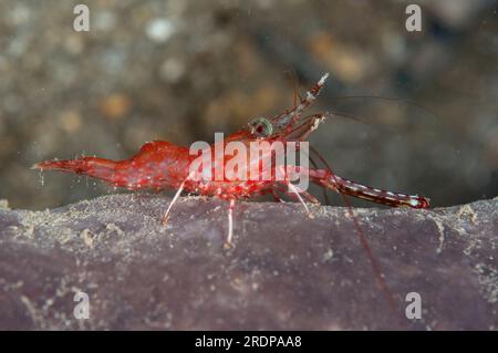 Crevette à bec-charnière Henderson, Cinetorhynchus hendersoni, plongée de nuit, Minahasa Lagoon House Reef, Manado, Sulawesi, Indonésie Banque D'Images