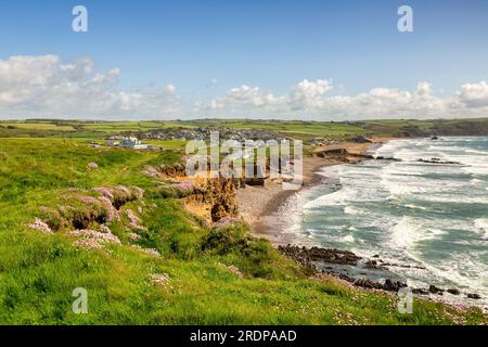 Widemouth Bay près de Bude, Cornouailles, depuis les falaises, avec des roses de mer en fleur, et des vagues qui balaient vers la plage. Banque D'Images