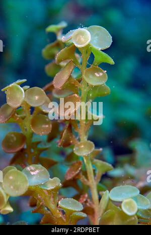 Raisins de mer, Caulerpa racemosa, site de plongée Algae Patch, île de Batanta, près de Sorong, Raja Ampat, Papouasie occidentale, Indonésie Banque D'Images