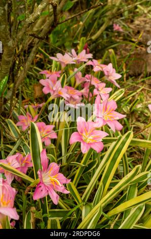 Storm Lilly, Zephyranthes minuta, fleur rose, cultivée, Malanda, Australie. Banque D'Images