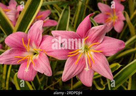 Storm Lilly, Zephyranthes minuta, fleur rose, cultivée, Malanda, Australie. Banque D'Images