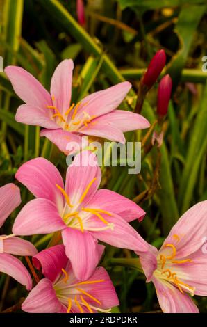 Storm Lilly, Zephyranthes minuta, fleur rose, cultivée, Malanda, Australie. Banque D'Images