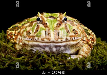 Grenouille à cornes (Ceratophrys cranwelli) Banque D'Images