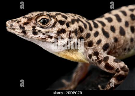 Saba Anole (Anolis sabanus) Banque D'Images