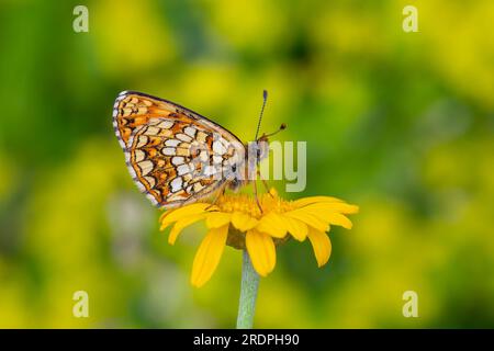 Papillon orange sur fleur jaune, Faux-Heath Fritillary, Melitaea irka Banque D'Images