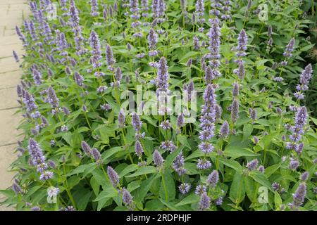 Gros plan du jardin herbacé à fleurs bleues vivace salvia leucantha minuit ou sauge de brousse mexicaine, Banque D'Images