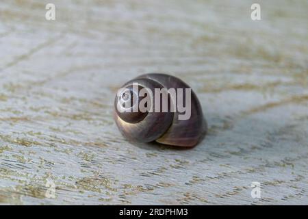 Coquillage en oeil de requin, Neverita duplicata. Banque D'Images
