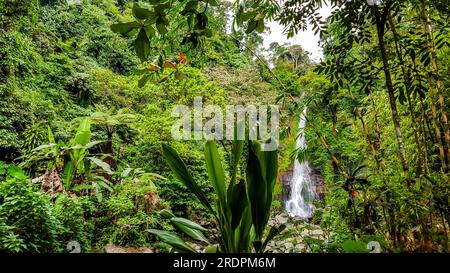 Git Git Waterfall beaux paysages, terrasses de riz beaucoup de nature. Belles photos de l'original Bali Banque D'Images