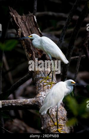 Two Snowy Egret, Egretta Thula, dans la forêt de mangroves du parc national de Coiba, océan Pacifique, province de Veraguas, République du Panama, Amérique centrale. Banque D'Images