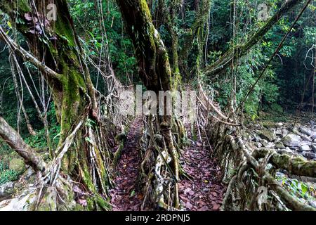 Spectaculaire pont de racine vivante à double voie fait à la main par la tribu khasi près du village de Padu dans la partie nord-est de l'Inde, Meghalaya Banque D'Images