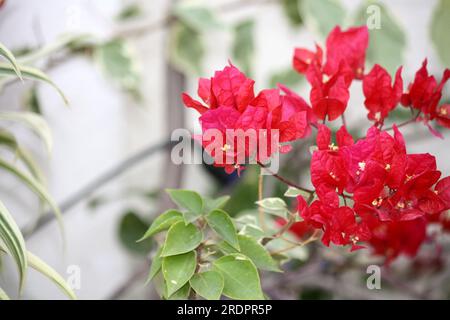 Cultivar de bougainvilliers 'James Walker' (Bougainvillea glabra) aux bractées rouges Crayola : (pix Sanjiv Shukla) Banque D'Images