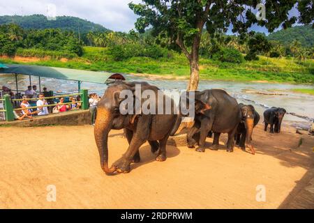 Sri Lanka Pimmawala, éléphants en Asie. superbes clichés d'éléphants dans le parc national de sri lanka yala Banque D'Images