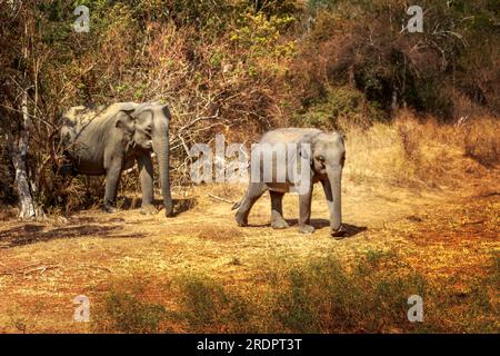 Sri Lanka Pimmawala, éléphants en Asie. superbes clichés d'éléphants dans le parc national de sri lanka yala Banque D'Images