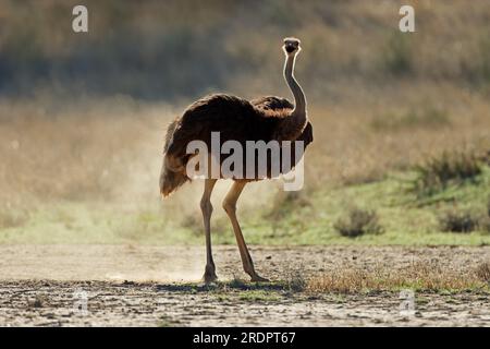 Autruche femelle (Struthio camelus) dans l'habitat naturel, désert du Kalahari, Afrique du Sud Banque D'Images