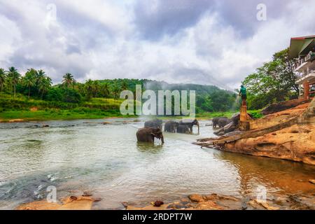 Sri Lanka Pimmawala, éléphants en Asie. superbes clichés d'éléphants dans le parc national de sri lanka yala Banque D'Images