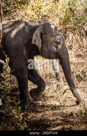 Sri Lanka Pimmawala, éléphants en Asie. superbes clichés d'éléphants dans le parc national de sri lanka yala Banque D'Images