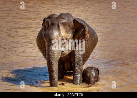 Sri Lanka Pimmawala, éléphants en Asie. superbes clichés d'éléphants dans le parc national de sri lanka yala Banque D'Images