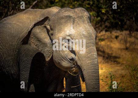 Sri Lanka Pimmawala, éléphants en Asie. superbes clichés d'éléphants dans le parc national de sri lanka yala Banque D'Images