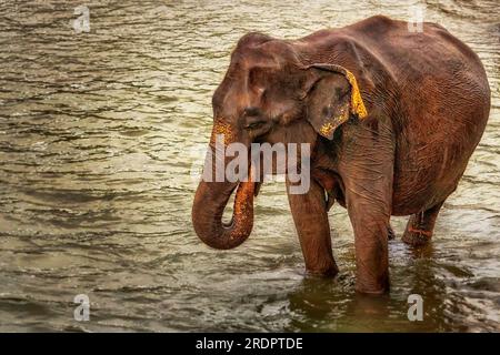 Sri Lanka Pimmawala, éléphants en Asie. superbes clichés d'éléphants dans le parc national de sri lanka yala Banque D'Images