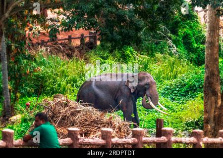 Sri Lanka Pimmawala, éléphants en Asie. superbes clichés d'éléphants dans le parc national de sri lanka yala Banque D'Images